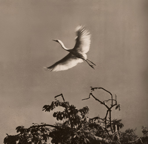 飛翔  [添田賢三, アサヒカメラ 1940年1月号より] パブリックドメイン画像 