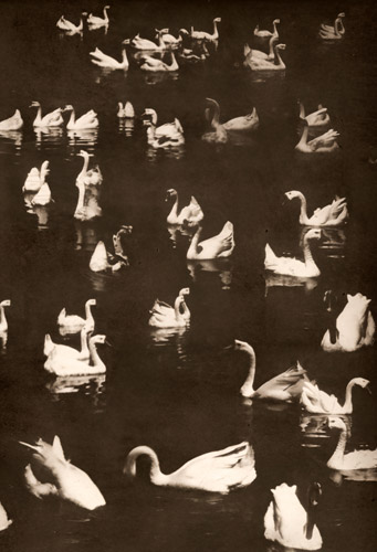 神話の池 [矢野敏延, アサヒカメラ 1940年1月号より] パブリックドメイン画像 