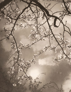 水辺の春 [西川清久, アサヒカメラ 1940年1月号より]のサムネイル画像
