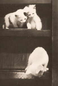 仔猫 [渡辺富士男, アサヒカメラ 1940年1月号より]のサムネイル画像