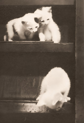 仔猫 [渡辺富士男, アサヒカメラ 1940年1月号より] パブリックドメイン画像 