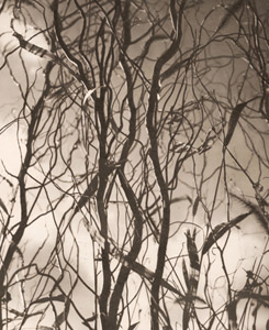 枯草のリズム [大橋孝一郞, アサヒカメラ 1940年1月号より]のサムネイル画像