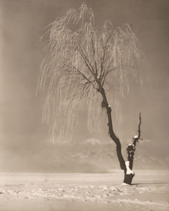 Frozen Willow [innosuke Murayama,  from Asahi Camera January 1940] Thumbnail Images