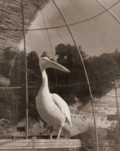 ペリカン（仙台動物園にて） [酒向伸, アサヒカメラ 1940年1月号より]のサムネイル画像