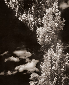 ポプラ [景山伸三郞, アサヒカメラ 1940年1月号より]のサムネイル画像