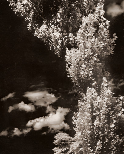 ポプラ [景山伸三郞, アサヒカメラ 1940年1月号より] パブリックドメイン画像 
