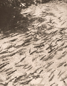 醒井の養鱒 [出春繁吉, アサヒカメラ 1941年10月号より]のサムネイル画像