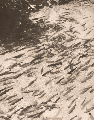 醒井の養鱒 [出春繁吉, アサヒカメラ 1941年10月号より] パブリックドメイン画像 