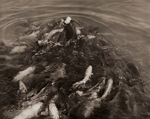 鯉 [船橋六郎, 写真サロン 1936年9月号より]のサムネイル画像
