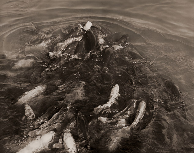 鯉 [船橋六郎, 写真サロン 1936年9月号より] パブリックドメイン画像 