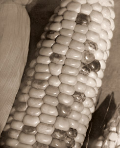 Corn [Kozo Tanaka,  from Shashin Salon September 1936] Thumbnail Images