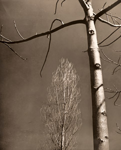 光 [加藤清, 1936年, 写真サロン 1936年9月号より]のサムネイル画像