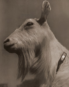 山羊 [吉野一英, 写真サロン 1937年8月号より]のサムネイル画像
