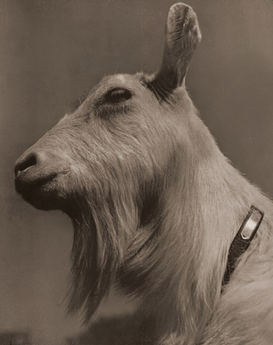 山羊 [吉野一英, 写真サロン 1937年8月号より] パブリックドメイン画像 