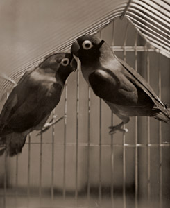 Pair of Parakeets [Hiroshi Tachibana,  from Shashin Salon August 1937] Thumbnail Images