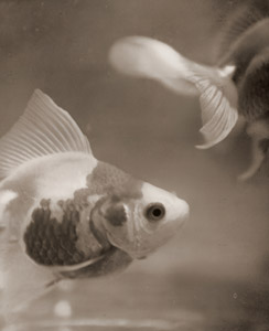 金魚 [立花浩, 写真サロン 1937年8月号より]のサムネイル画像