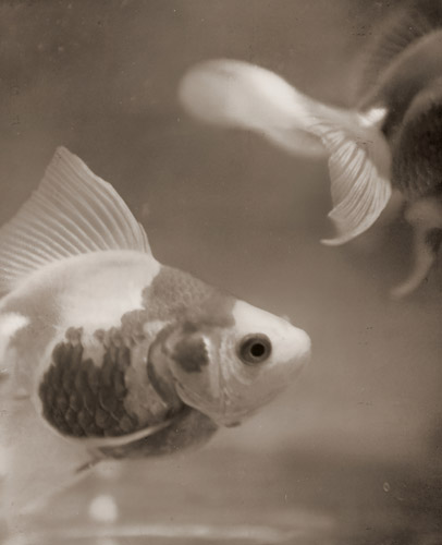 金魚 [立花浩, 写真サロン 1937年8月号より] パブリックドメイン画像 