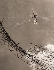 蜘蛛の円 [廣島長四郎, アサヒカメラ 1937年9月号より]のサムネイル画像