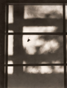 朝 [貴志儀一, アサヒカメラ 1937年9月号より]のサムネイル画像