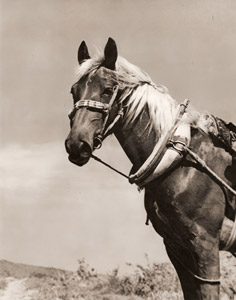 馬 [井上成治, アサヒカメラ 1937年9月号より]のサムネイル画像
