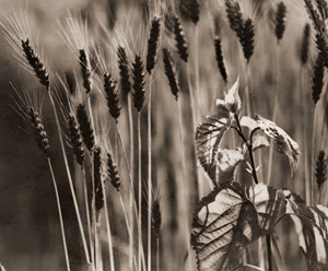 Wheat Harvest [Bukou Shimizu,  from Asahi Camera September 1937] Thumbnail Images