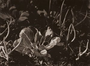 光に芽ぐむ [アサヒカメラ 1937年3月号より]のサムネイル画像