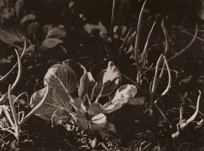 光に芽ぐむ [アサヒカメラ 1937年3月号より] パブリックドメイン画像 