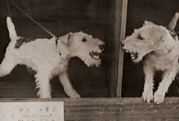 二匹の犬 [山本謹也, 日本カメラ 1956年3月号より] パブリックドメイン画像 