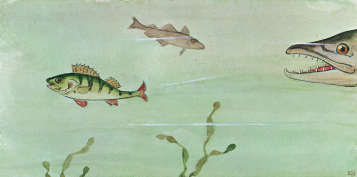 挿絵1 (大きな魚から逃げるスズキの子の「スイスイ」） [エルサ・ベスコフ, しりたがりやのちいさな魚のお話より] パブリックドメイン画像 