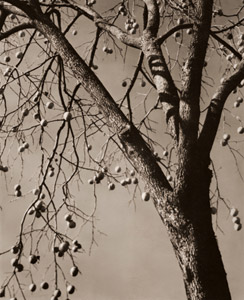 秋 [桑原春川, アサヒカメラ 1938年6月号より]のサムネイル画像