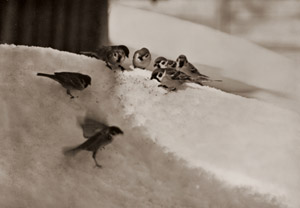 Tree Sparrows [Jiro Masami,  from Asahi Camera June 1938] Thumbnail Images