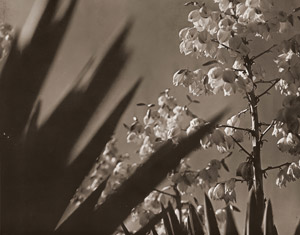 ドラセナ [山本三郎, アサヒカメラ 1938年2月号より]のサムネイル画像