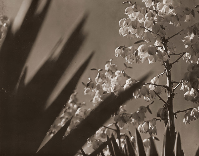 ドラセナ [山本三郎, アサヒカメラ 1938年2月号より] パブリックドメイン画像 