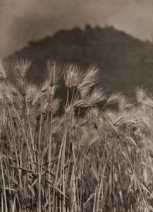 麦 [石川松次郞, アサヒカメラ 1938年2月号より]のサムネイル画像
