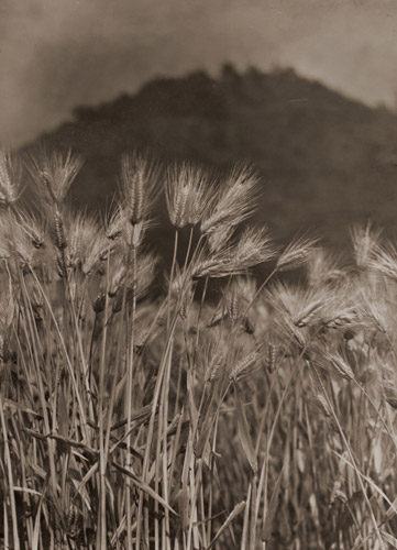 麦 [石川松次郞, アサヒカメラ 1938年2月号より] パブリックドメイン画像 