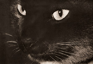 愛猫「チャン」 [ジョン・マッケイ, アサヒカメラ 1951年3月号より]のサムネイル画像