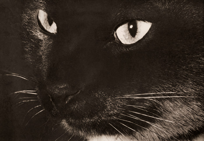 愛猫「チャン」 [ジョン・マッケイ, アサヒカメラ 1951年3月号より] パブリックドメイン画像 