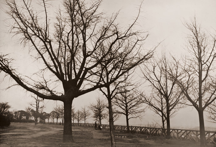冬枯れ（上野公園） [浜谷浩, 1950年, アサヒカメラ 1951年3月号より] パブリックドメイン画像 