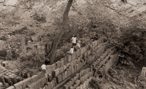 せみとり [大野ユタカ, アサヒカメラ 1955年12月号より]のサムネイル画像