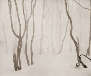 白い林 [中田和郎, アサヒカメラ 1955年12月号より]のサムネイル画像