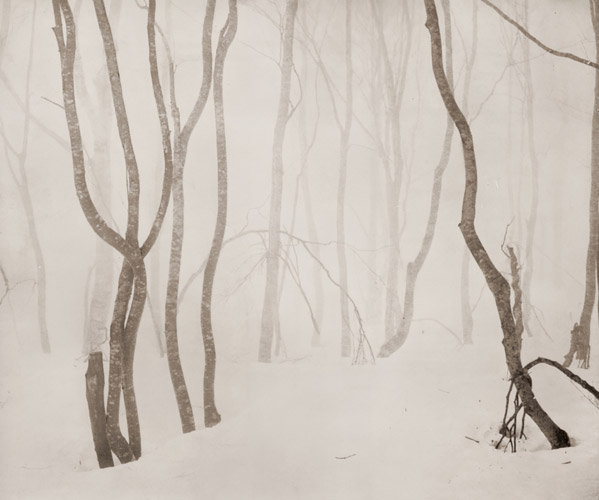 白い林 [中田和郎, アサヒカメラ 1955年12月号より] パブリックドメイン画像 
