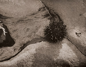 ウニ [ウィン・バロック, アサヒカメラ 1955年12月号より]のサムネイル画像