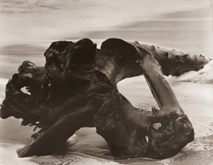 なぎさの枯木 [ウィン・バロック, アサヒカメラ 1955年12月号より]のサムネイル画像