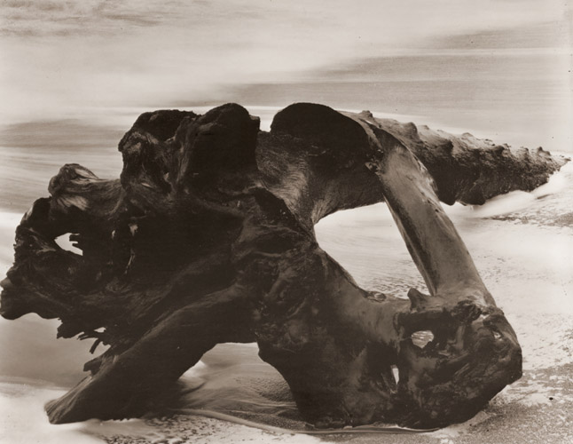 なぎさの枯木 [ウィン・バロック, アサヒカメラ 1955年12月号より] パブリックドメイン画像 