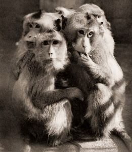かにくい猿 [柴竹俊爾, アサヒカメラ 1956年7月号より]のサムネイル画像
