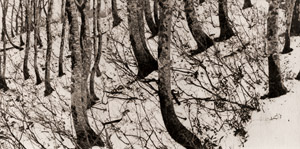 冬の木立 [瀬藤昭雄, アサヒカメラ 1956年7月号より]のサムネイル画像