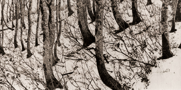 冬の木立 [瀬藤昭雄, アサヒカメラ 1956年7月号より] パブリックドメイン画像 