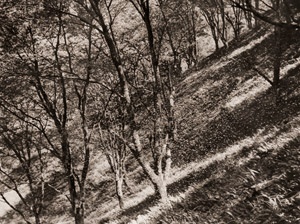 桜吹雪 [佐保山堯海, アサヒカメラ 1956年7月号より]のサムネイル画像
