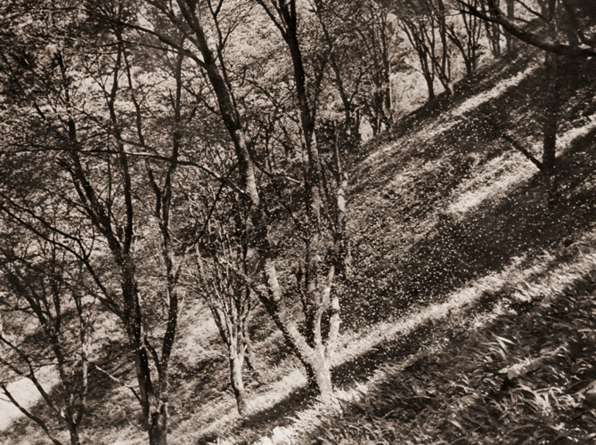桜吹雪 [佐保山堯海, アサヒカメラ 1956年7月号より] パブリックドメイン画像 