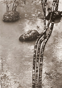 苔寺（三つの石） [中藤敦, アサヒカメラ 1956年7月号より]のサムネイル画像